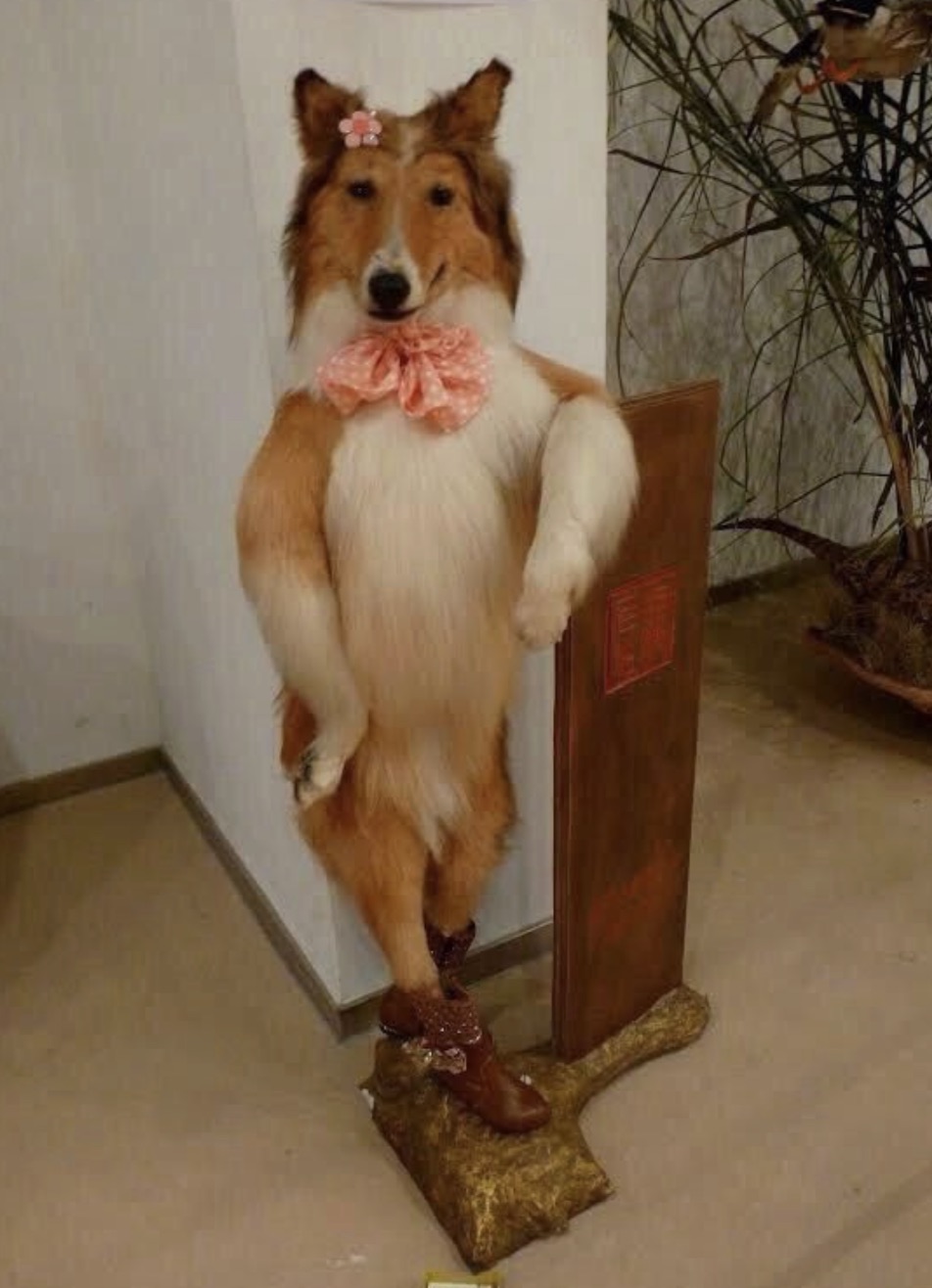 terrible dog taxidermy